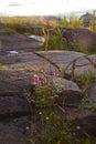 Amazing pink flowers grow among the stones on lake. Detailed natural background at sunset, vertical photo, travel concept