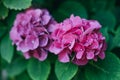 Amazing pink Hydrangea flowers in a garden. Close-up Royalty Free Stock Photo