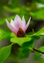 Amazing pink Magnolia flower, close-up view of blooming flowers on a spring day perfectly represents Magnolia flower blossoming, Royalty Free Stock Photo