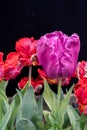 Amazing pink and red parrot tulips isolated on black background Royalty Free Stock Photo