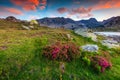 Amazing pink rhododendron flowers and colorful sunset, Retezat mountains, Romania Royalty Free Stock Photo