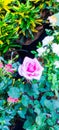 Amazing pink rose flower part five