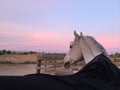 Amazing pink sky Sunrise with horse wearing a black blanket Royalty Free Stock Photo