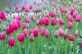 Amazing pink tulip on a gloomy morning in mist and rain. Drops on colorful petals. Beautiful nature. Sad, sadness, nature crying. Royalty Free Stock Photo