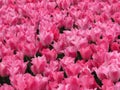 Amazing pink apricot parrot tulips field shot. Many tulips blooming in the garden.