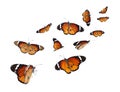 Amazing plain tiger butterflies on white background