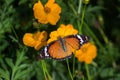 An amazing Plain Tiger Danaus chrysippus butterfly drinking nectar the flower plant in natures natural environment Royalty Free Stock Photo