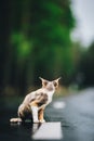 Amazing Playful Devon Rex Cat With White-red Spotted Fur Color Sit On Road. Curious Funny Cute Beautiful Devon Rex Cat