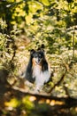 Amazing Playful Tricolor Collie. Cute Beautiful Collie In Sunny Summer Forest. Funny Scottish Collie, Long-haired Collie