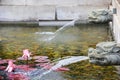 Amazing Pond with Chinese Mythical Dragon-head Fountains and with Water Purple Lilies
