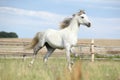 Amazing pony moving on pasturage