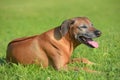 Portrait of adorable rhodesian ridgeback Royalty Free Stock Photo