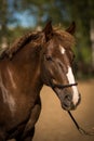 portrait Beautiful horse trotting at the field. trees on background Royalty Free Stock Photo