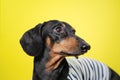 Amazing portrait dachshund dog, black and tan,on yellow background. Cute pet face