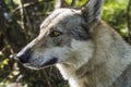 Wolf portrait in forest