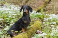 Amazing portrait of young dog Dachshund breeds, black and tan, in grass and flowers walking in the spring forest