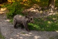 Amazing Powerful Brown Bear living search for food in the forest walking in Wood, Wild Nature. Amazing Fur Color. Life