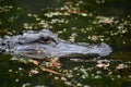 Amazing Profile of a Gator in the Barataria Preserve