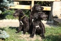 Amazing puppies of irish wolfhound