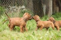 Amazing puppies of rhodesian ridgeback in the garden