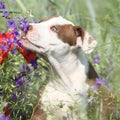 Amazing puppy of American Pit Bull Terrier in flowers