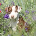 Amazing puppy of American Pit Bull Terrier in flowers