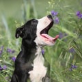 Amazing puppy of American Pit Bull Terrier in flowers