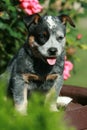 Amazing puppy of Australian Cattle Dog