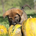 Amazing puppy of German shepherd with pumpkin