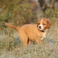 Amazing puppy of nova scotia in soft rime