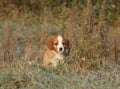 Amazing puppy of nova scotia in soft rime