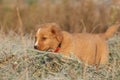 Amazing puppy of nova scotia in soft rime