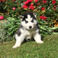 Amazing puppy of siberian husky sitting in the garden