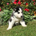 Amazing puppy of siberian husky sitting in the garden