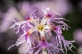 Amazing purple flower