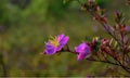 Amazing Purple flowers on mountain