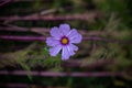 Amazing Purple Garden Cosmos Royalty Free Stock Photo