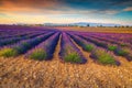 Amazing purple lavender fields in Provence region, Valensole, France, Europe Royalty Free Stock Photo