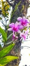 Amazing purple orchid