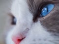 Amazing Ragdoll cat blue eyes Royalty Free Stock Photo