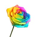 Amazing rainbow rose flower