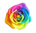 Amazing rainbow rose flower