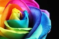 Amazing rainbow rose flower on black background