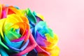 Amazing rainbow rose flowers