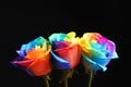 Amazing rainbow rose flowers