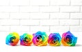 Amazing rainbow rose flowers