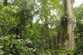 Cloudy rainforest high jungle Henri Pittier National Park Venezuela but