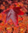 Amazing red autumn leaf