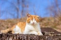 Amazing red cat rested lying in the woods Royalty Free Stock Photo