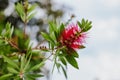 Amazing red flower of the blooming Callistemon tree in a spring garden.